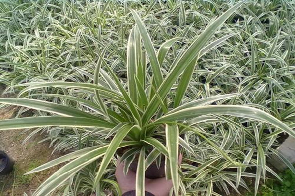 金心吊蘭的施肥技巧 金心吊蘭的繁殖方法 金心吊蘭的施肥技巧 金心吊蘭的繁殖方法