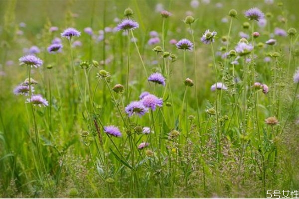 二婚女人相親應(yīng)該問些什么 離異男女相親正確發(fā)展步驟 二婚女人相親應(yīng)該問些什么 離異男女相親正確發(fā)展步驟