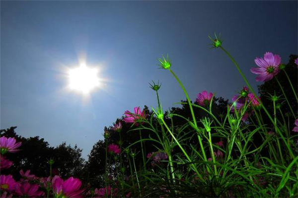 秋老虎是在立秋之后嗎 秋老虎一般多少天 秋老虎是在立秋之后嗎 秋老虎一般多少天