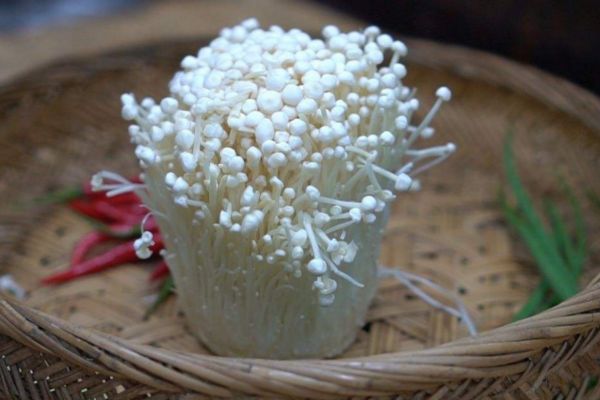 吃金針菇會(huì)胖嗎 金針菇的熱量有多少 吃金針菇會(huì)胖嗎 金針菇的熱量有多少