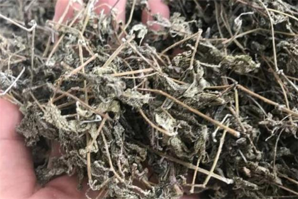 溪黃茶的功效與作用 溪黃茶可以長期喝嗎 溪黃茶的功效與作用 溪黃茶可以長期喝嗎