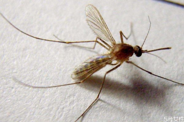 床頭放什么防蚊子 睡覺防蚊子的最好辦法 床頭放什么防蚊子 睡覺防蚊子的最好辦法