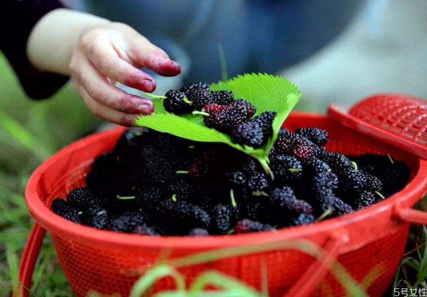 桑葚有蟲能泡酒嗎 桑葚泡酒可以天天喝嗎 桑葚有蟲能泡酒嗎 桑葚泡酒可以天天喝嗎