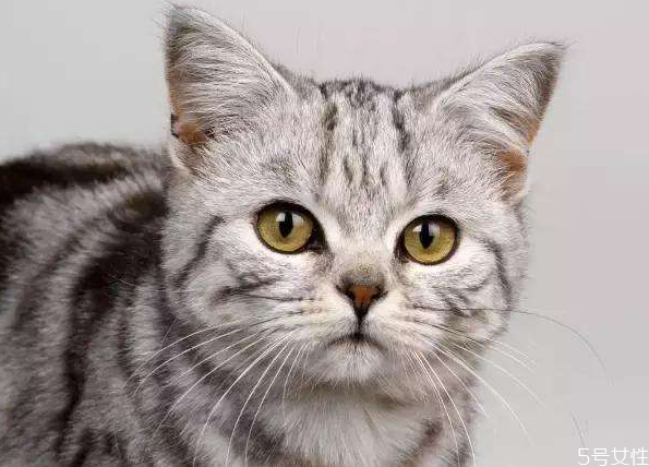 貓什么時候絕育最好 公貓最佳絕育時間 貓什么時候絕育最好 公貓最佳絕育時間