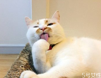 貓什么時候絕育最好 公貓最佳絕育時間 貓什么時候絕育最好 公貓最佳絕育時間