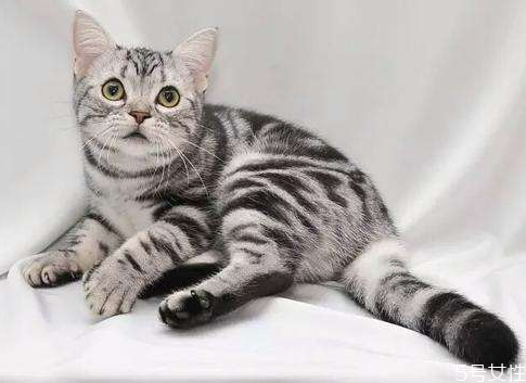 貓一到晚上就開(kāi)始叫 怎么對(duì)付貓晚上叫 貓一到晚上就開(kāi)始叫 怎么對(duì)付貓晚上叫