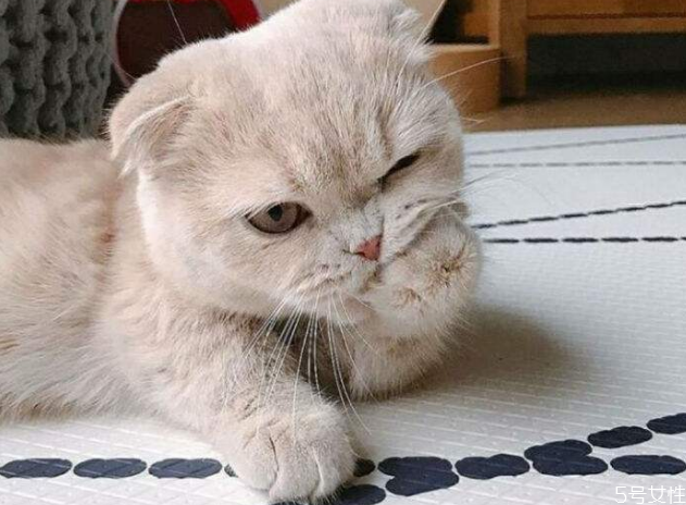 小貓養(yǎng)多久才認(rèn)主人 貓咪認(rèn)定主人的表現(xiàn)