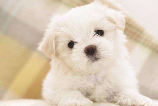 養(yǎng)貓一個(gè)月多少錢 養(yǎng)貓費(fèi)錢還是養(yǎng)狗費(fèi)錢