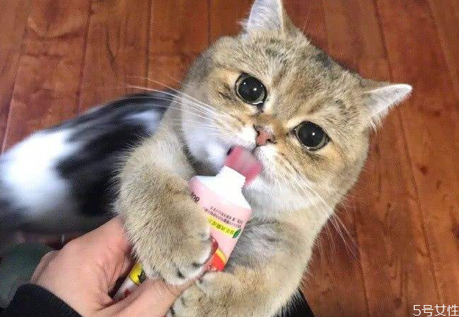 貓營養(yǎng)膏多久喂一次 貓營養(yǎng)膏吃多了會怎樣 貓營養(yǎng)膏多久喂一次 貓營養(yǎng)膏吃多了會怎樣