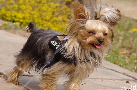 遛狗多長時(shí)間最合適 早上先遛狗還是先喂食 遛狗多長時(shí)間最合適 早上先遛狗還是先喂食