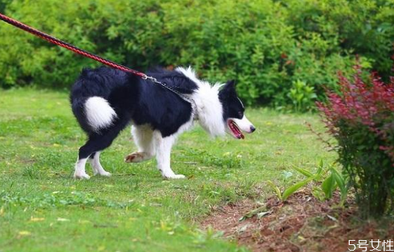 遛狗多長時(shí)間最合適 早上先遛狗還是先喂食 遛狗多長時(shí)間最合適 早上先遛狗還是先喂食