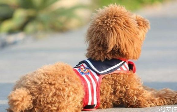 遛狗多長時(shí)間最合適 早上先遛狗還是先喂食 遛狗多長時(shí)間最合適 早上先遛狗還是先喂食