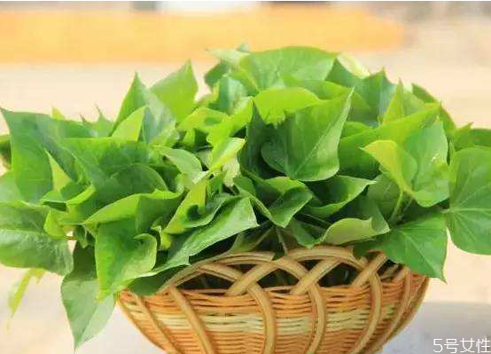 紅薯葉養(yǎng)胃嗎 紅薯葉怎么吃有營養(yǎng) 紅薯葉養(yǎng)胃嗎 紅薯葉怎么吃有營養(yǎng)