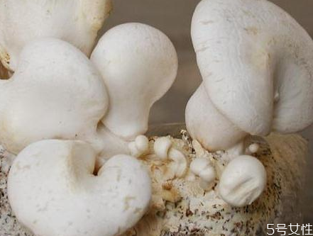 白靈菇怎么做好吃 白靈菇孕婦可以吃嗎 白靈菇怎么做好吃 白靈菇孕婦可以吃嗎