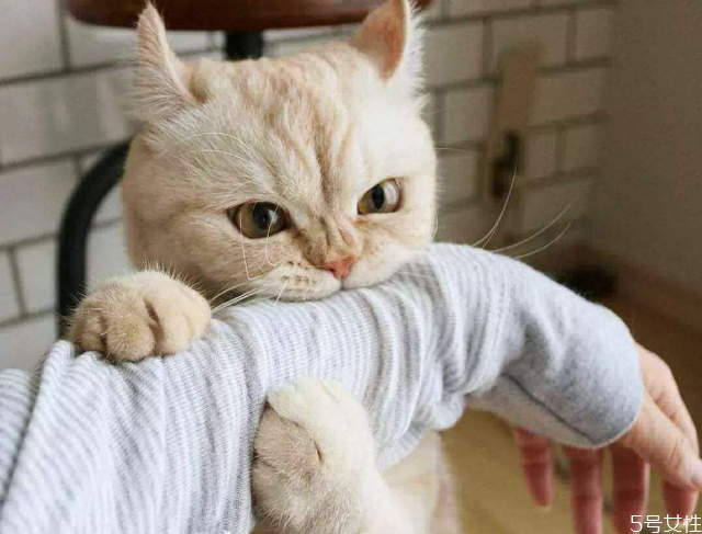 被貓抓多久內(nèi)打針有效 被貓抓傷最晚多久打針 被貓抓多久內(nèi)打針有效 被貓抓傷最晚多久打針