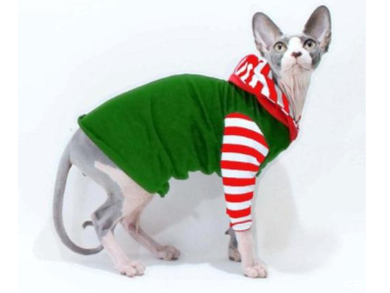 貓咪冬天需要穿衣服嗎 貓咪穿衣服有影響嗎 貓咪冬天需要穿衣服嗎 貓咪穿衣服有影響嗎