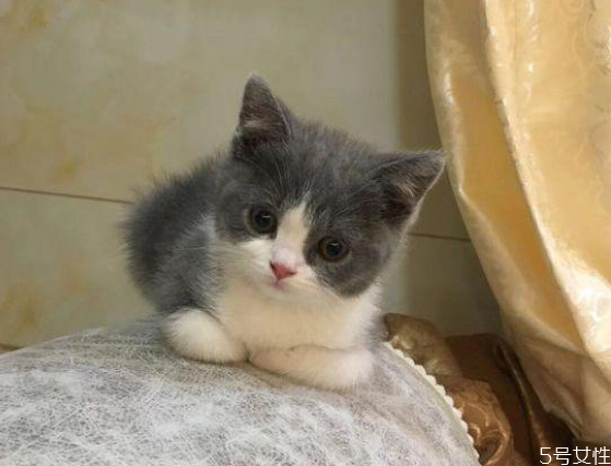 貓為什么會發(fā)出咕咕的聲音 幼貓老是發(fā)出馬達(dá)聲 貓為什么會發(fā)出咕咕的聲音 幼貓老是發(fā)出馬達(dá)聲