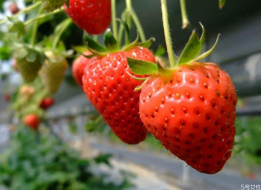 冬天草莓貴嗎 冬天草莓是反季節(jié)嗎 冬天草莓貴嗎 冬天草莓是反季節(jié)嗎