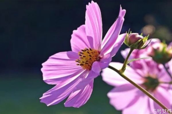 男人死心的表現(xiàn)有哪些 男人這幾個(gè)表現(xiàn)是在等你說分手