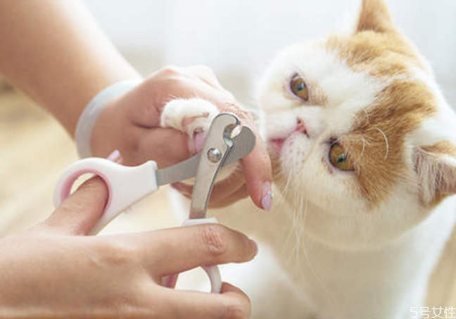 貓咪剪指甲剪出血了怎么辦 貓咪指甲出血會自愈嗎 貓咪剪指甲剪出血了怎么辦 貓咪指甲出血會自愈嗎