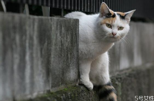 遇到流浪貓怎么辦 遇到流浪貓的正確做法 遇到流浪貓怎么辦 遇到流浪貓的正確做法