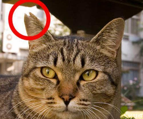 遇到流浪貓怎么辦 遇到流浪貓的正確做法 遇到流浪貓怎么辦 遇到流浪貓的正確做法