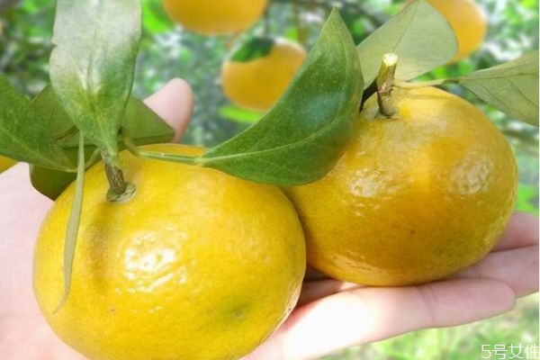 皇帝柑幾月份最好吃 皇帝柑綠皮好還是黃皮好 皇帝柑幾月份最好吃 皇帝柑綠皮好還是黃皮好
