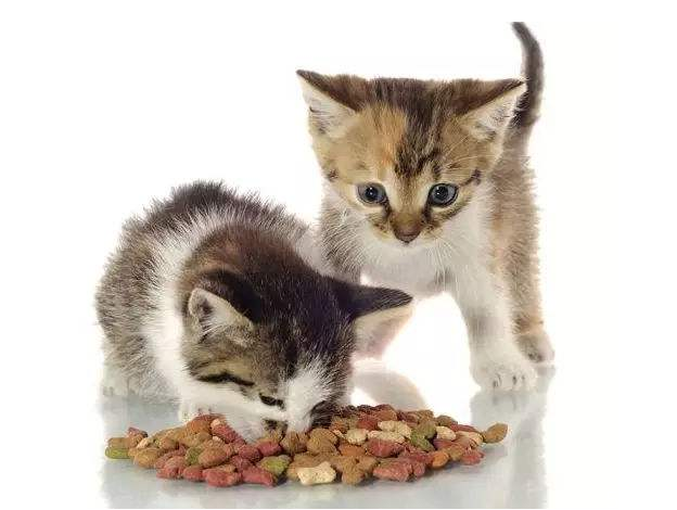 貓糧多少錢一斤 怎么挑選貓糧 貓糧多少錢一斤 怎么挑選貓糧