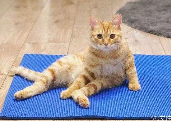 貓的道歉方式 貓咪認(rèn)錯(cuò)的表現(xiàn) 貓的道歉方式 貓咪認(rèn)錯(cuò)的表現(xiàn)