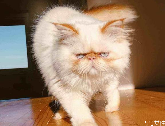 貓的道歉方式 貓咪認(rèn)錯(cuò)的表現(xiàn) 貓的道歉方式 貓咪認(rèn)錯(cuò)的表現(xiàn)