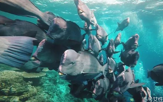 元旦可以去哪里跨年 2021年去哪里跨年最好玩 元旦可以去哪里跨年 2021年去哪里跨年最好玩