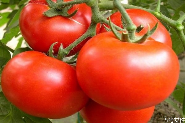 西紅柿天天吃有危害嗎 西紅柿的營(yíng)養(yǎng)價(jià)值 西紅柿天天吃有危害嗎 西紅柿的營(yíng)養(yǎng)價(jià)值