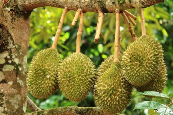 榴蓮酸了是不是壞了還能不能吃 榴蓮果核有點(diǎn)酸什么原因 榴蓮酸了是不是壞了還能不能吃 榴蓮果核有點(diǎn)酸什么原因