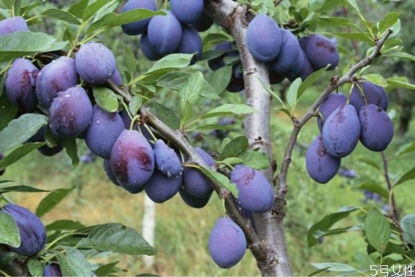 西梅一天吃幾個(gè)為宜 西梅應(yīng)該早上還是晚上吃 西梅一天吃幾個(gè)為宜 西梅應(yīng)該早上還是晚上吃