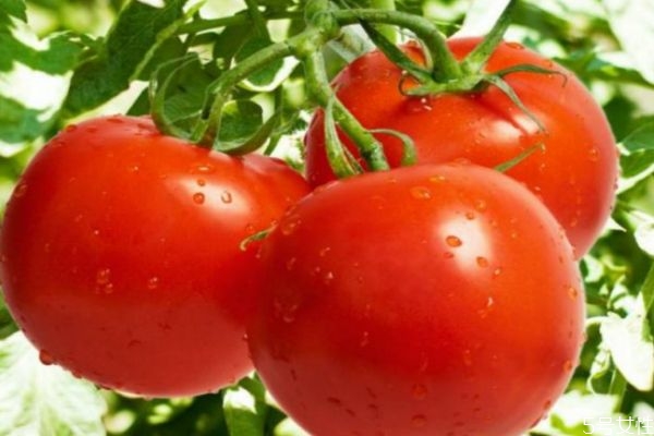 怎樣挑選西紅柿 挑選西紅柿的三個方法 怎樣挑選西紅柿 挑選西紅柿的三個方法