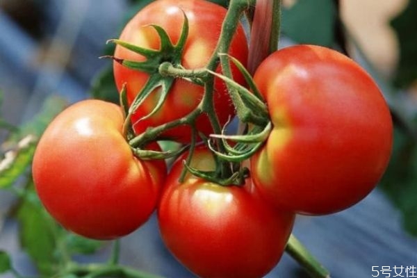 怎樣挑選西紅柿 挑選西紅柿的三個方法 怎樣挑選西紅柿 挑選西紅柿的三個方法