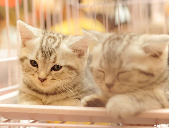 母貓為什么胖不起來 怎么樣才能讓母貓胖起來 母貓為什么胖不起來 怎么樣才能讓母貓胖起來