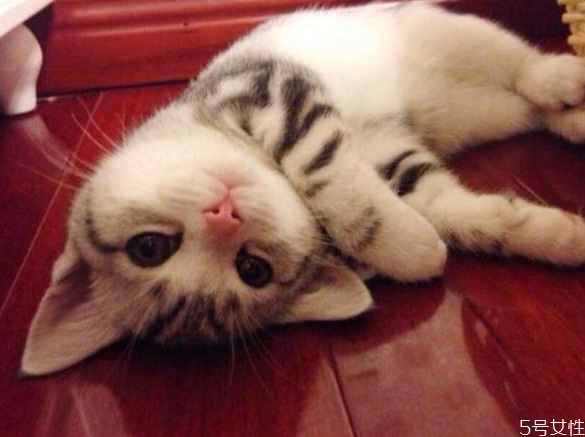 母貓為什么胖不起來 怎么樣才能讓母貓胖起來 母貓為什么胖不起來 怎么樣才能讓母貓胖起來