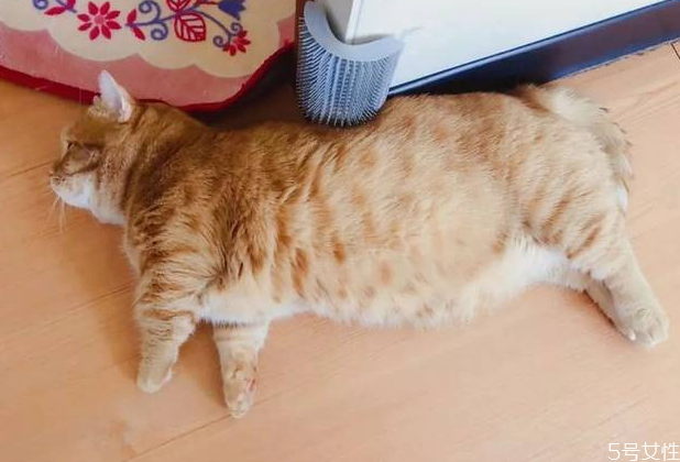 貓懷孕禁止吃什么 母貓第一胎注意事項(xiàng) 貓懷孕禁止吃什么 母貓第一胎注意事項(xiàng)