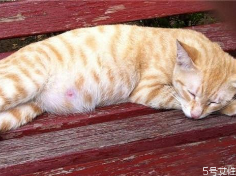 貓懷孕禁止吃什么 母貓第一胎注意事項(xiàng) 貓懷孕禁止吃什么 母貓第一胎注意事項(xiàng)