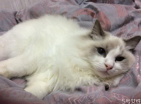 貓吃什么能打胎 母貓意外懷孕能打掉嗎 貓吃什么能打胎 母貓意外懷孕能打掉嗎