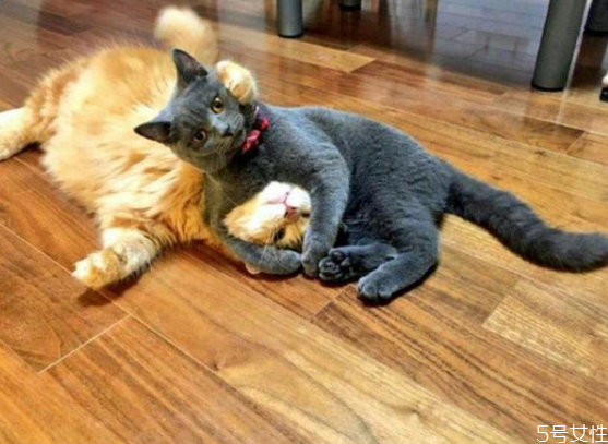 貓咪下體出血是流產(chǎn)嗎 貓流產(chǎn)的原因 貓咪下體出血是流產(chǎn)嗎 貓流產(chǎn)的原因