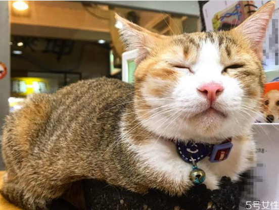 貓咪下體出血是流產(chǎn)嗎 貓流產(chǎn)的原因 貓咪下體出血是流產(chǎn)嗎 貓流產(chǎn)的原因