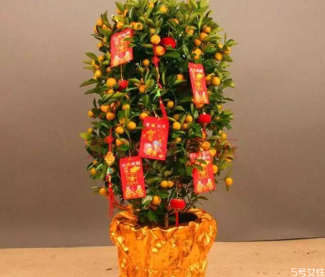 金錢橘樹盆栽能放家里嗎 金錢橘怎么擺放 金錢橘樹盆栽能放家里嗎 金錢橘怎么擺放