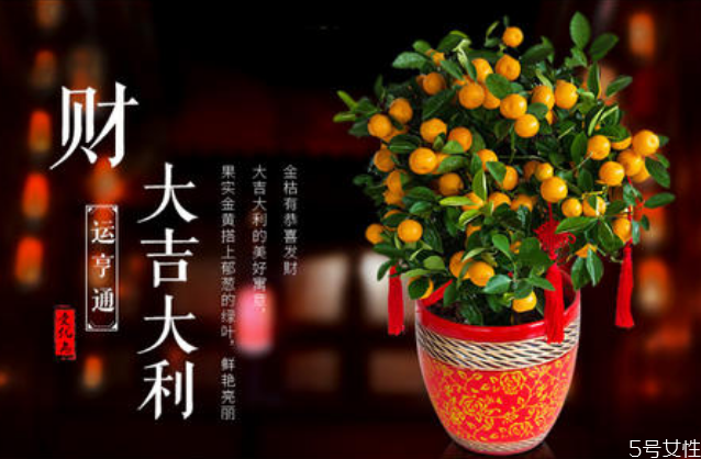 金錢(qián)橘樹(shù)盆栽能放家里嗎 金錢(qián)橘怎么擺放