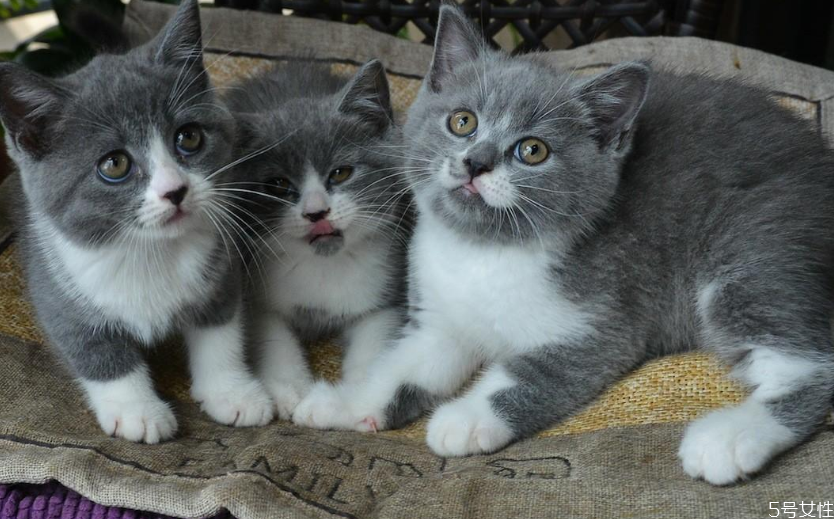 洗衣服能把貓毛洗掉嗎 洗衣機(jī)里放什么吸貓毛 洗衣服能把貓毛洗掉嗎 洗衣機(jī)里放什么吸貓毛