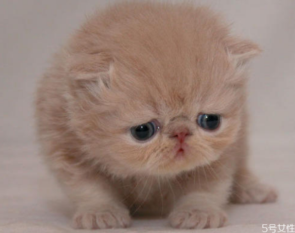 貓一般在幾月份掉毛 怎么改善貓咪掉毛 貓一般在幾月份掉毛 怎么改善貓咪掉毛