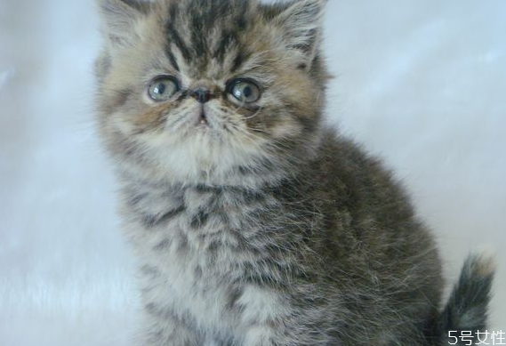 貓?zhí)\會(huì)自愈嗎 貓?zhí)\多久能治好 貓?zhí)\會(huì)自愈嗎 貓?zhí)\多久能治好