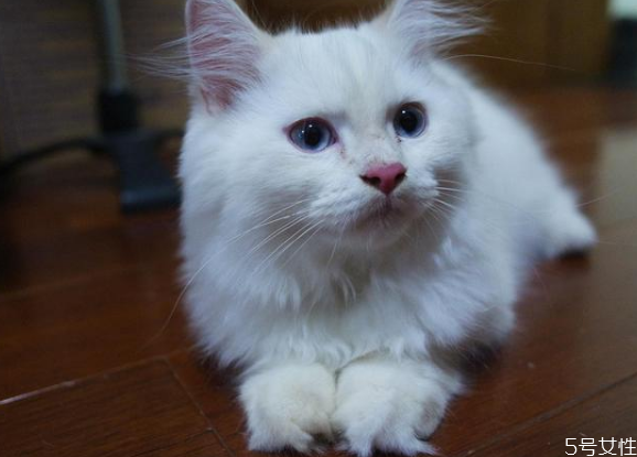 貓?zhí)\好治嗎 幼貓貓?zhí)\怎么治好得快 貓?zhí)\好治嗎 幼貓貓?zhí)\怎么治好得快