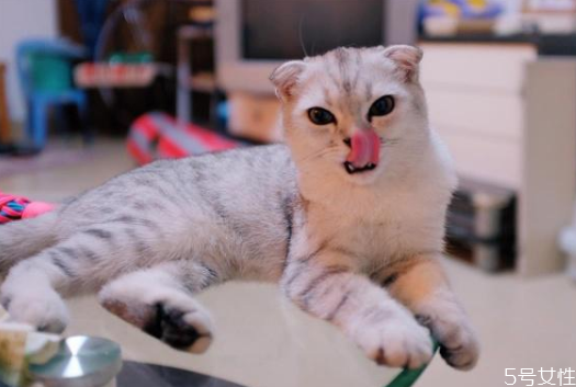 貓毛會吸進肺里嗎 貓和人一起睡的危害